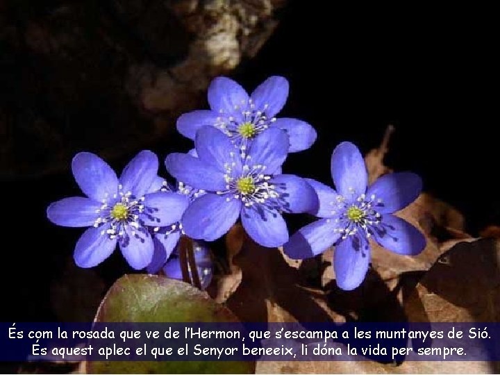 És com la rosada que ve de l’Hermon, que s’escampa a les muntanyes de