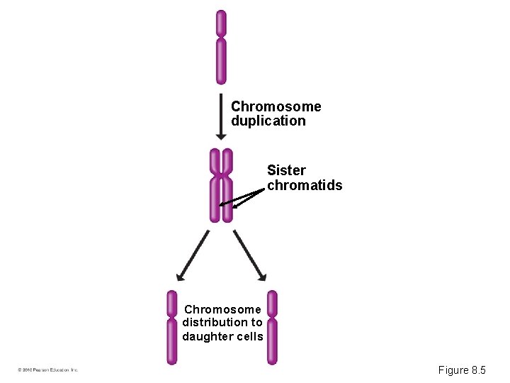 Chromosome duplication Sister chromatids Chromosome distribution to daughter cells Figure 8. 5 