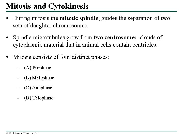 Mitosis and Cytokinesis • During mitosis the mitotic spindle, guides the separation of two