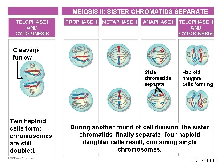 MEIOSIS II: SISTER CHROMATIDS SEPARATE TELOPHASE I AND CYTOKINESIS PROPHASE II METAPHASE II ANAPHASE