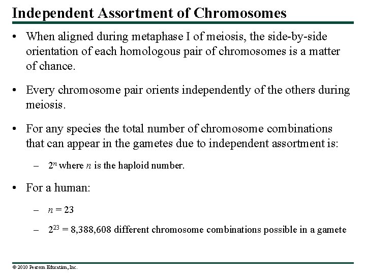 Independent Assortment of Chromosomes • When aligned during metaphase I of meiosis, the side-by-side