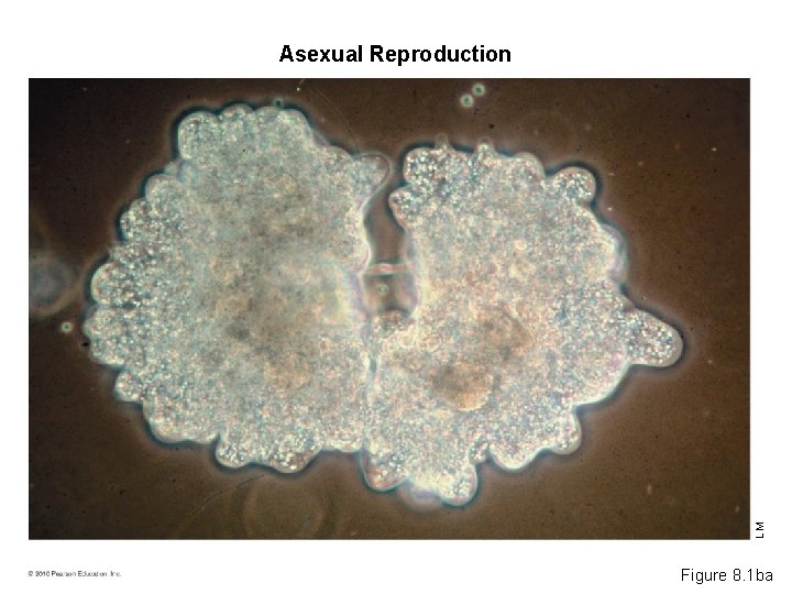 LM Asexual Reproduction Figure 8. 1 ba 