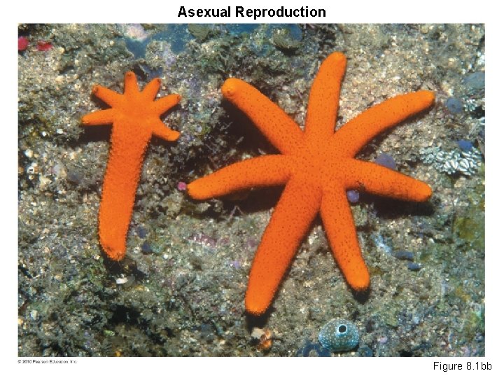 Asexual Reproduction Figure 8. 1 bb 