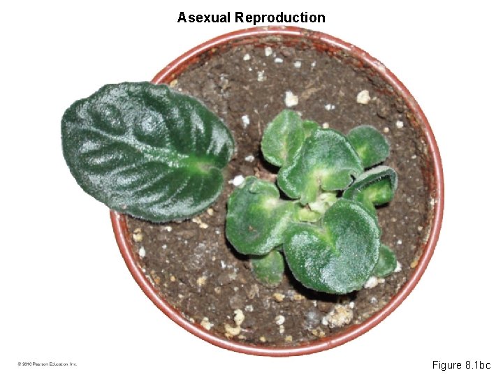 Asexual Reproduction Figure 8. 1 bc 