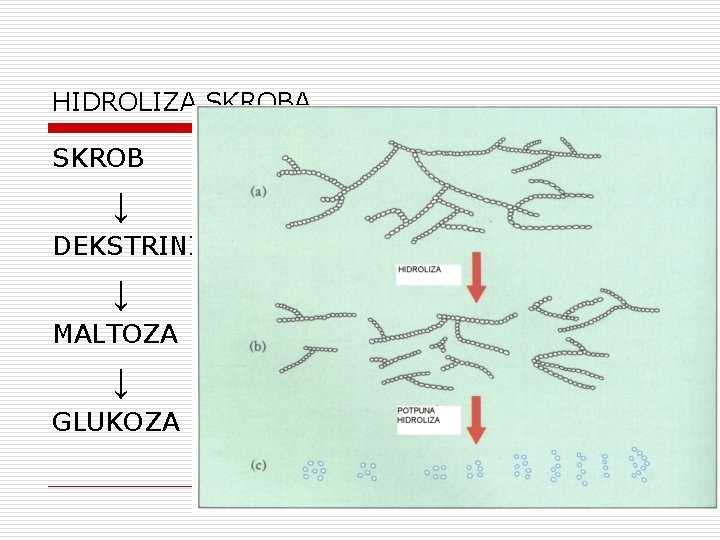 HIDROLIZA SKROB ↓ DEKSTRINI ↓ MALTOZA ↓ GLUKOZA 