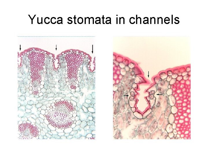 Yucca stomata in channels 