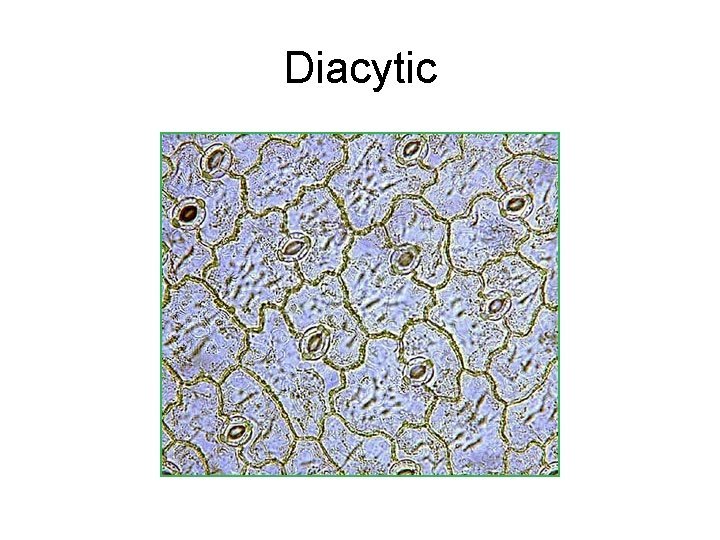 Diacytic 