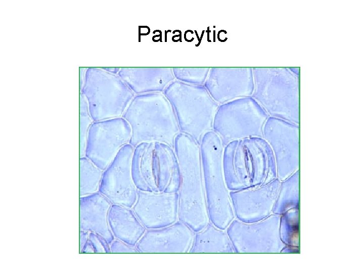 Paracytic 