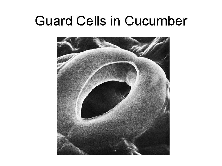 Guard Cells in Cucumber 