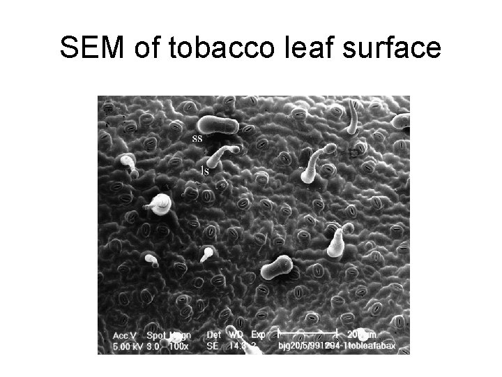 SEM of tobacco leaf surface 