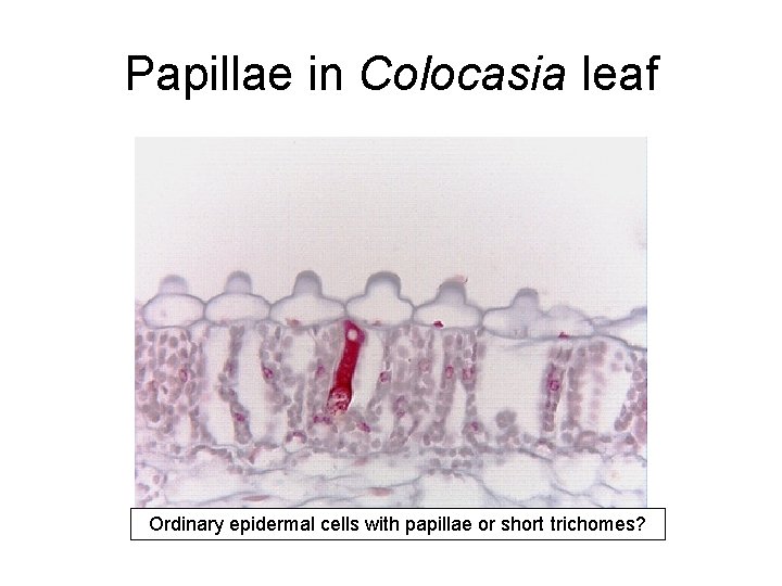Papillae in Colocasia leaf Ordinary epidermal cells with papillae or short trichomes? 