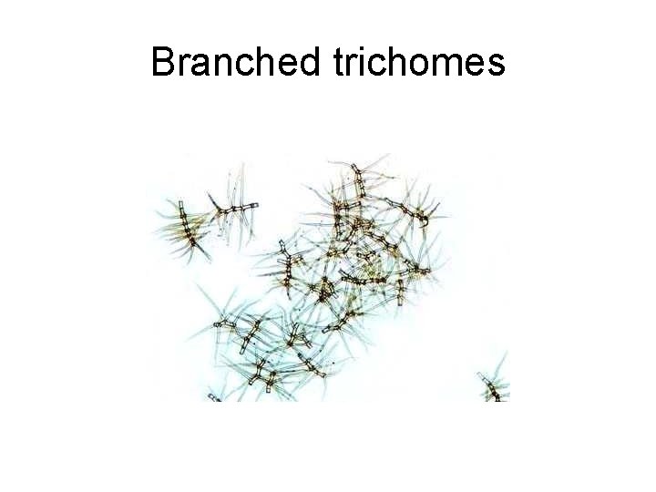 Branched trichomes 