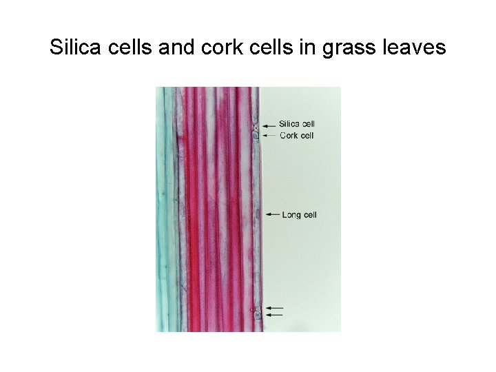 Silica cells and cork cells in grass leaves 