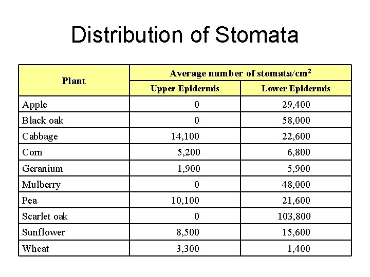 Distribution of Stomata Plant Average number of stomata/cm 2 Upper Epidermis Lower Epidermis Apple