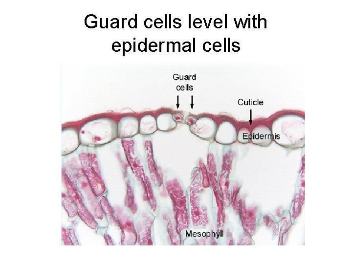 Guard cells level with epidermal cells 