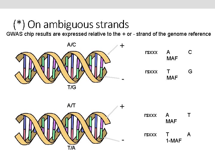 (*) On ambiguous strands GWAS chip results are expressed relative to the + or