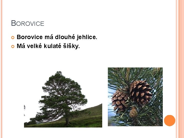 BOROVICE Borovice má dlouhé jehlice. Má velké kulaté šišky. 