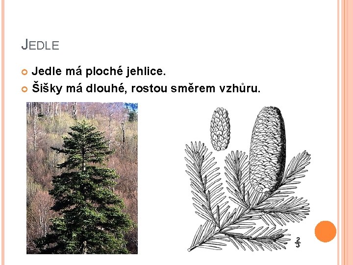 JEDLE Jedle má ploché jehlice. Šišky má dlouhé, rostou směrem vzhůru. 