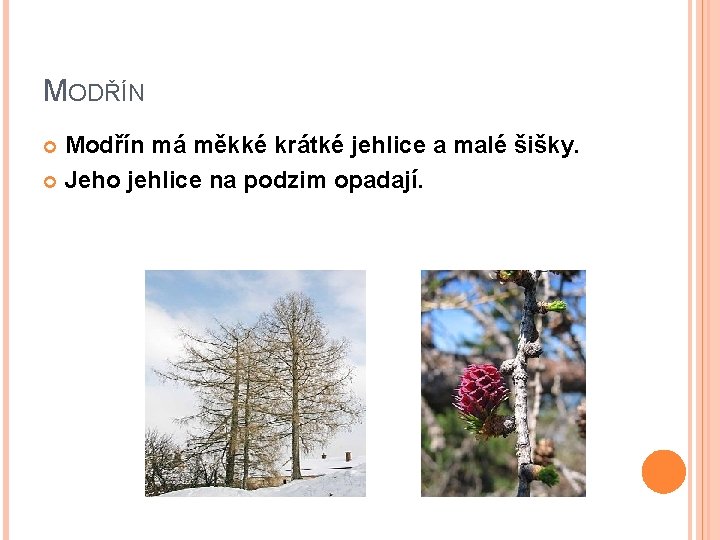 MODŘÍN Modřín má měkké krátké jehlice a malé šišky. Jeho jehlice na podzim opadají.