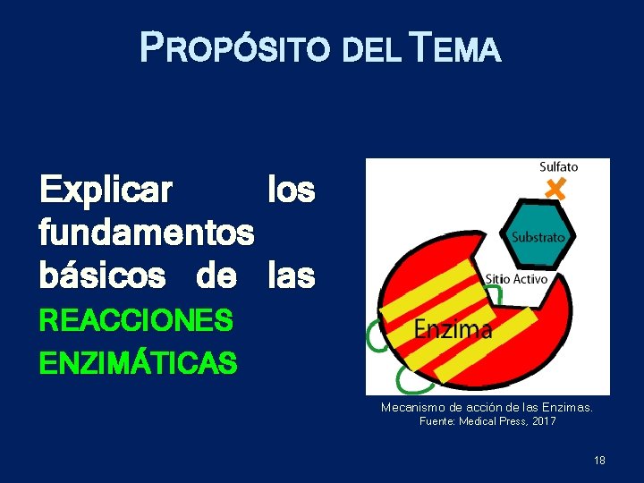 PROPÓSITO DEL TEMA Explicar los fundamentos básicos de las REACCIONES ENZIMÁTICAS Mecanismo de acción
