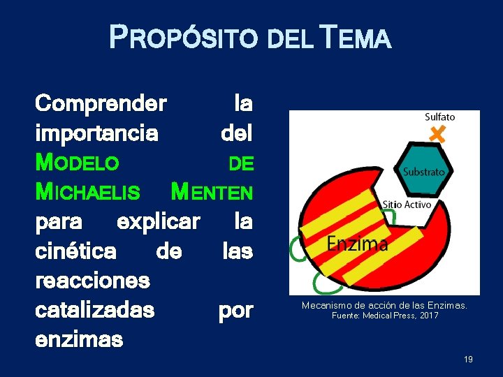 PROPÓSITO DEL TEMA Comprender la importancia del M ODELO DE M ICHAELIS M ENTEN