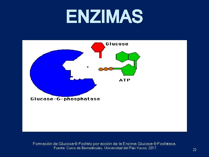 ENZIMAS Formación de Glucosa-6 -Fosfato por acción de la Enzima Glucosa-6 -Fosfatasa. Fuente: Curso