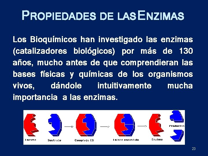 PROPIEDADES DE LAS ENZIMAS Los Bioquímicos han investigado las enzimas (catalizadores biológicos) por más