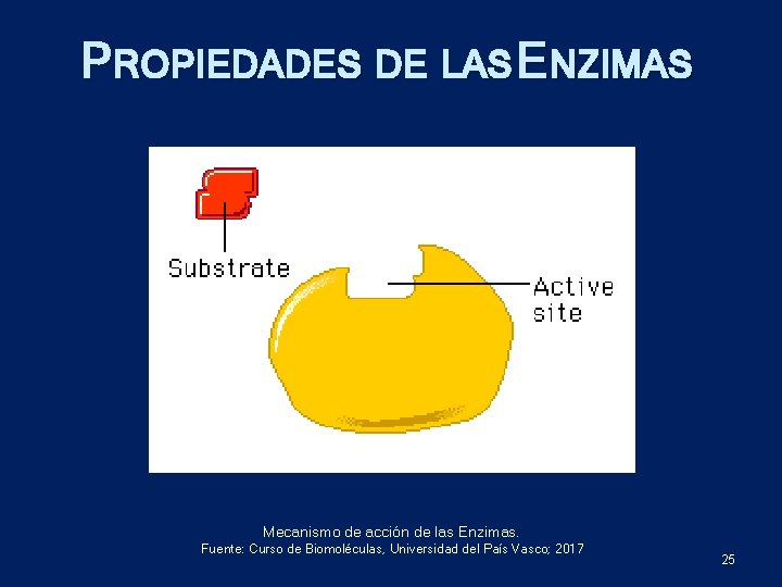 PROPIEDADES DE LAS ENZIMAS Mecanismo de acción de las Enzimas. Fuente: Curso de Biomoléculas,