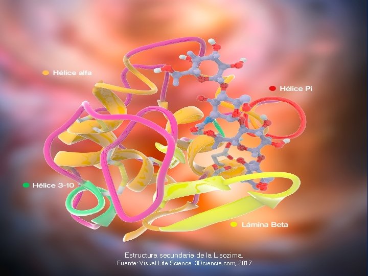 Estructura secundaria de la Lisozima. Fuente: Visual Life Science. 3 Dciencia. com, 2017 32