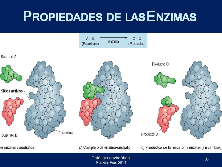 PROPIEDADES DE LAS ENZIMAS Catálisis enzimática. Fuente: Fox, 2014 35 