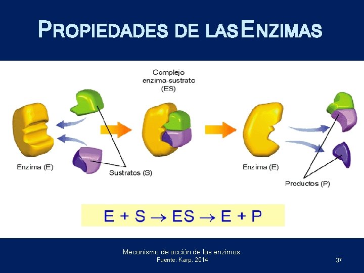 PROPIEDADES DE LAS ENZIMAS Mecanismo de acción de las enzimas. Fuente: Karp, 2014 37