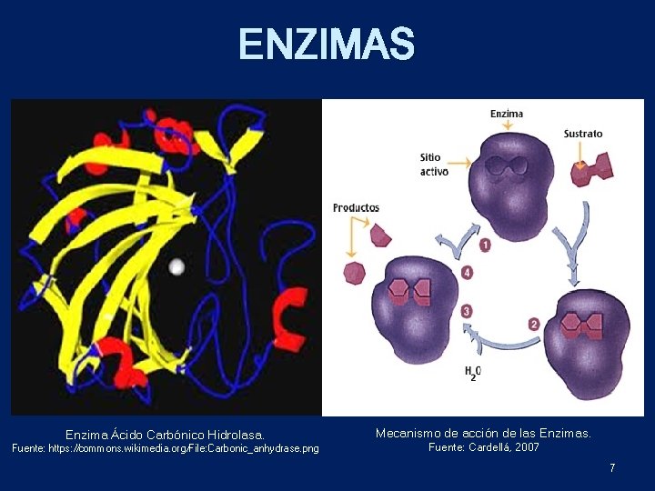 ENZIMAS Enzima Ácido Carbónico Hidrolasa. Fuente: https: //commons. wikimedia. org/File: Carbonic_anhydrase. png Mecanismo de