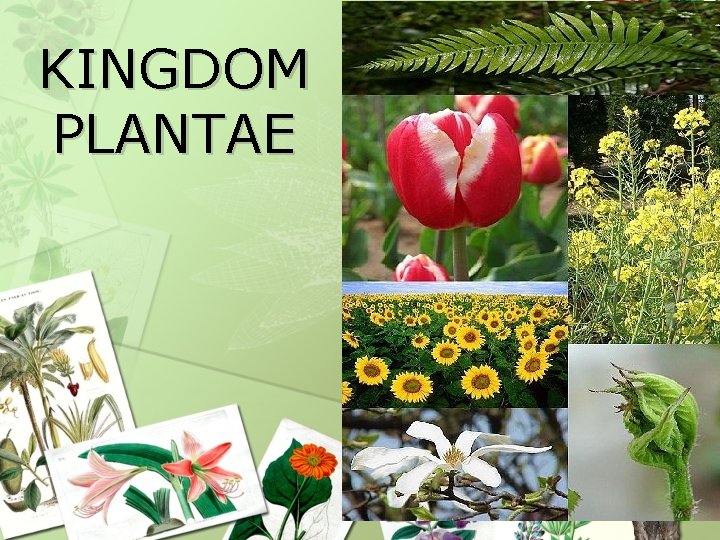 KINGDOM PLANTAE KINGDOM PLANTAE