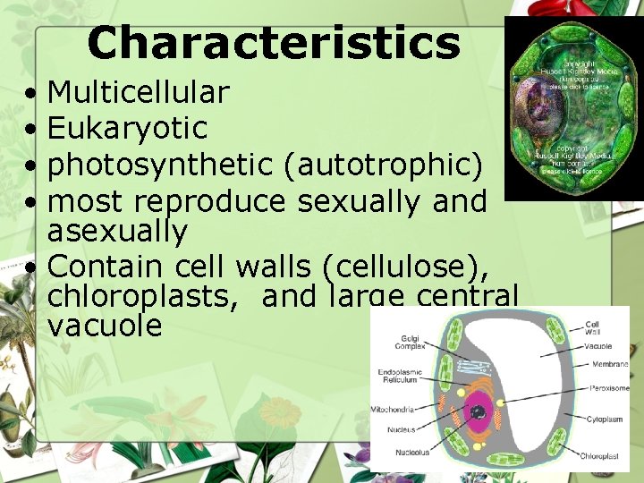 Characteristics • Multicellular • Eukaryotic • photosynthetic (autotrophic) • most reproduce sexually and asexually Characteristics • Multicellular • Eukaryotic • photosynthetic (autotrophic) • most reproduce sexually and asexually