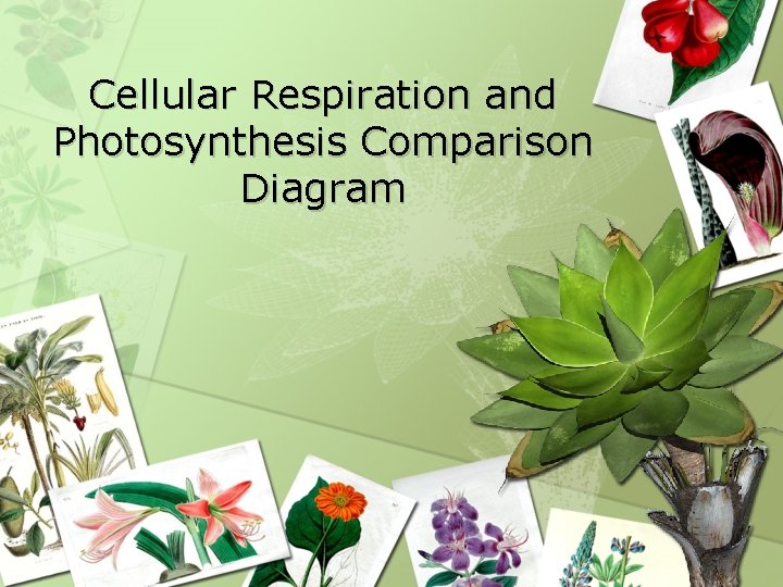 Cellular Respiration and Photosynthesis Comparison Diagram Cellular Respiration and Photosynthesis Comparison Diagram