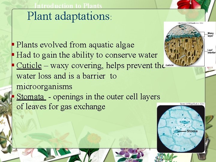 Introduction to Plants Plant adaptations: § Plants evolved from aquatic algae § Had to Introduction to Plants Plant adaptations: § Plants evolved from aquatic algae § Had to