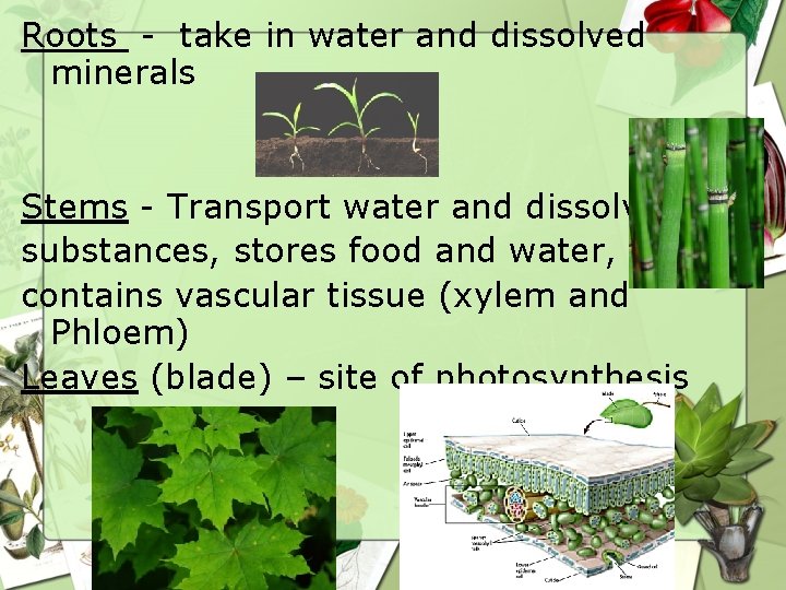 Roots - take in water and dissolved minerals Stems - Transport water and dissolved Roots - take in water and dissolved minerals Stems - Transport water and dissolved