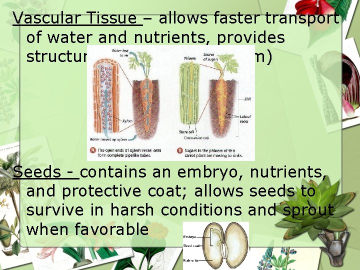 Vascular Tissue – allows faster transport of water and nutrients, provides structure (xylem and Vascular Tissue – allows faster transport of water and nutrients, provides structure (xylem and