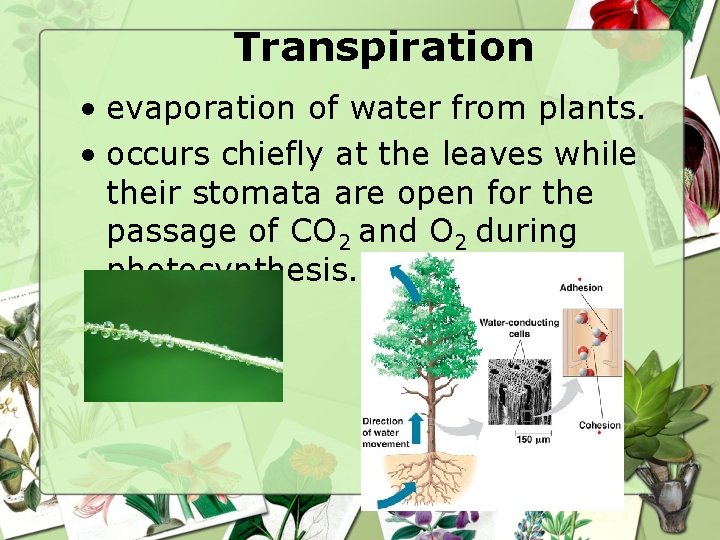 Transpiration • evaporation of water from plants. • occurs chiefly at the leaves while Transpiration • evaporation of water from plants. • occurs chiefly at the leaves while