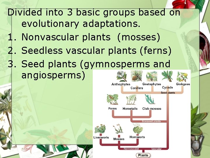 Divided into 3 basic groups based on evolutionary adaptations. 1. Nonvascular plants (mosses) 2. Divided into 3 basic groups based on evolutionary adaptations. 1. Nonvascular plants (mosses) 2.
