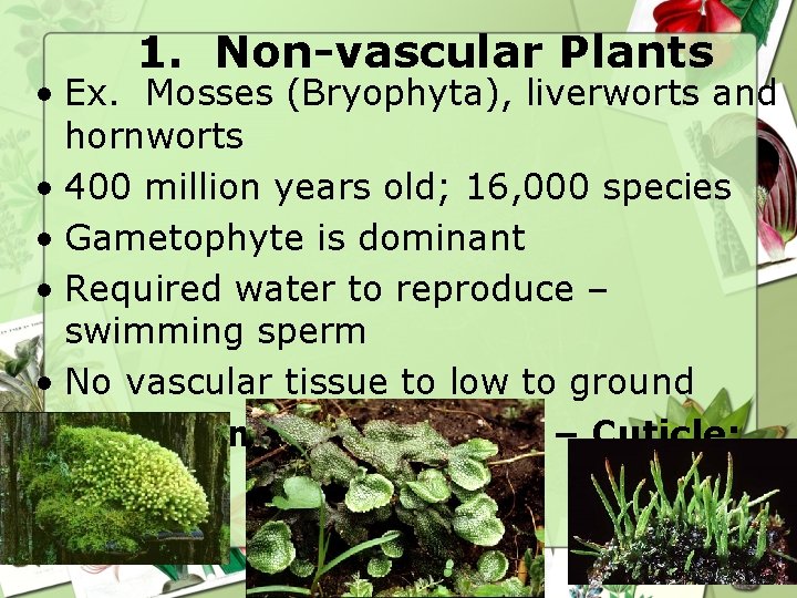 1. Non-vascular Plants • Ex. Mosses (Bryophyta), liverworts and hornworts • 400 million years 1. Non-vascular Plants • Ex. Mosses (Bryophyta), liverworts and hornworts • 400 million years