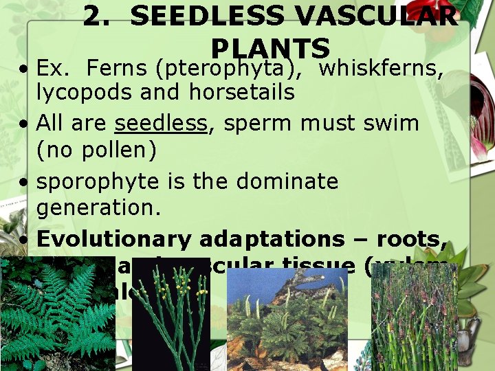 2. SEEDLESS VASCULAR PLANTS • Ex. Ferns (pterophyta), whiskferns, lycopods and horsetails • All 2. SEEDLESS VASCULAR PLANTS • Ex. Ferns (pterophyta), whiskferns, lycopods and horsetails • All