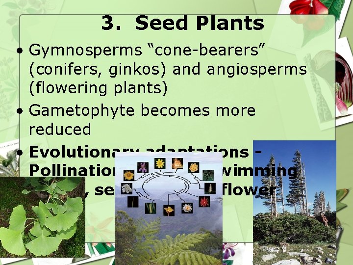 3. Seed Plants • Gymnosperms “cone-bearers” (conifers, ginkos) and angiosperms (flowering plants) • Gametophyte 3. Seed Plants • Gymnosperms “cone-bearers” (conifers, ginkos) and angiosperms (flowering plants) • Gametophyte