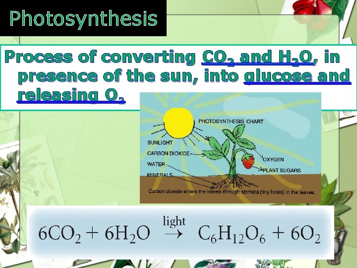 Photosynthesis Process of converting CO 2 and H 2 O, in presence of the Photosynthesis Process of converting CO 2 and H 2 O, in presence of the