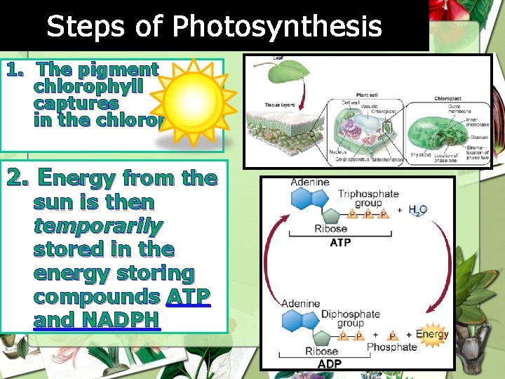 Steps of Photosynthesis 1. The pigment chlorophyll captures in the chloroplasts. 2. Energy from Steps of Photosynthesis 1. The pigment chlorophyll captures in the chloroplasts. 2. Energy from