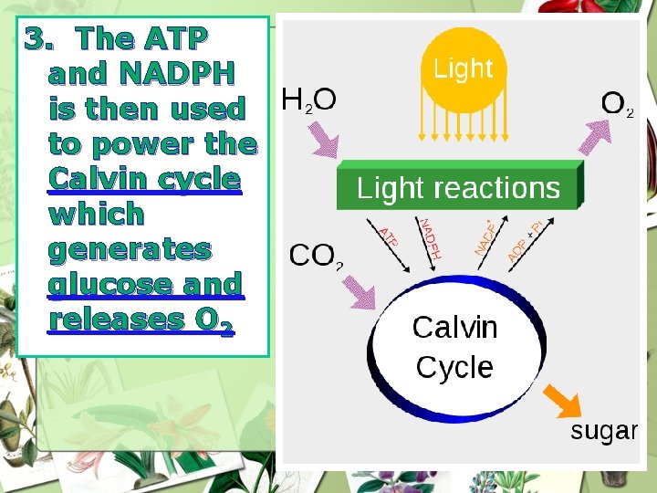 3. The ATP and NADPH is then used to power the Calvin cycle which 3. The ATP and NADPH is then used to power the Calvin cycle which