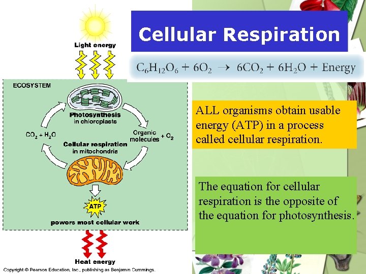 Cellular Respiration ALL organisms obtain usable energy (ATP) in a process called cellular respiration. Cellular Respiration ALL organisms obtain usable energy (ATP) in a process called cellular respiration.