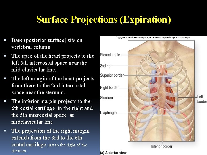 Surface Projections (Expiration) Base (posterior surface) sits on vertebral column The apex of the