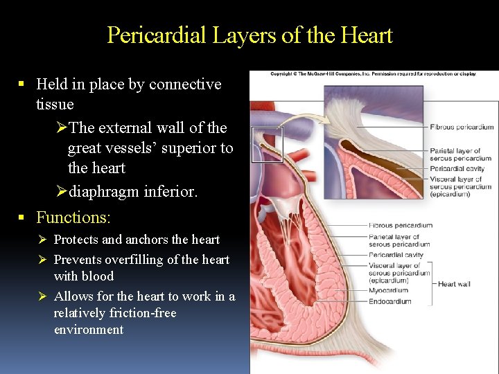 Pericardial Layers of the Heart Held in place by connective tissue ØThe external wall