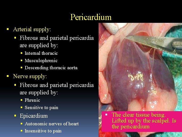 Pericardium Arterial supply: Fibrous and parietal pericardia are supplied by: Internal thoracic Musculophrenic Descending